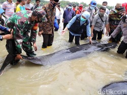 Khofifah Ingatkan Pentingnya Pelestarian di Hari Konvensi Ikan Paus
