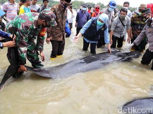 Khofifah Ingatkan Pentingnya Pelestarian di Hari Konvensi Ikan Paus Khofifah Ingatkan Pentingnya Pelestarian di Hari Konvensi Ikan Paus