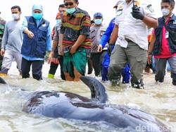 Paus yang Terdampar di Pantai Bangkalan Madura Jenis Pilot
