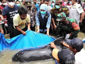 Jadi Pertanyaan, Apa yang Bikin 49 Paus Terdampar di Pantai Bangkalan Madura
