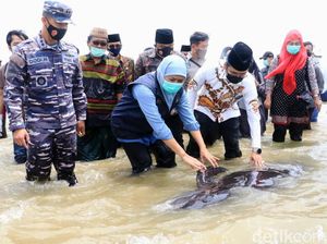 Khofifah Cek Puluhan Paus Terdampar di Pantai Bangkalan