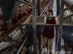 Jagung Kiriman dari Pusat Basah, Peternak Ogah Pakai