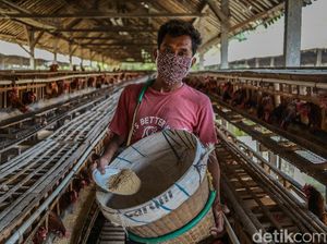 Terkuak! Ini Biang Kerok Harga Jagung Mahal yang Dikeluhkan Peternak di Blitar