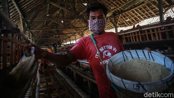 Menyiasati Pakan Ternak yang Harganya Naik-turun
