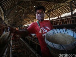 Menyiasati Pakan Ternak yang Harganya Naik-turun