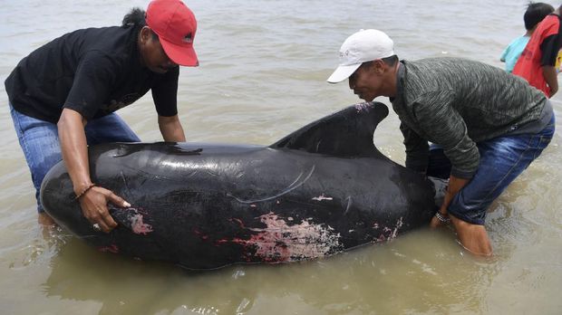 Warga berusaha mengangkat Paus Pilot Sirip Pendek (Globicephala macrorhynchus) yang terdampar di Pantai Modung, Bangkalan, Jawa Timur, Jumat (19/2/2021). Sekitar 52 ekor Paus Pilot Sirip Pendek terdampar di pantai itu, tiga diantaranya berhasil diselamatkan dan sisanya sebanyak 49 mati. ANTARA FOTO/Zabur Karuru/hp.
