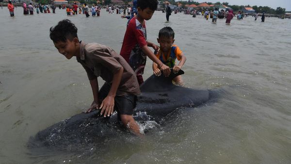 49 Paus Terdampar di Madura, Begini Alasan Ilmiahnya