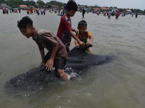 49 Paus Terdampar di Madura, Begini Alasan Ilmiahnya 49 Paus Terdampar di Madura, Begini Alasan Ilmiahnya