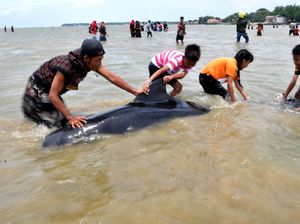 Paus Terdampar di Pantai Bangkalan, BMKG Perak Duga Karena Terbawa Arus