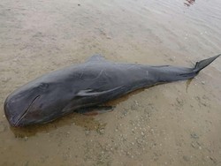 KKP Identifikasi Penyebab Puluhan Paus Pilot Terdampar di Madura