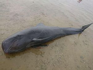 8 Penyebab Hewan Laut Sering Terdampar di Pantai, Pernah Menemukan? 8 Penyebab Hewan Laut Sering Terdampar di Pantai, Pernah Menemukan?