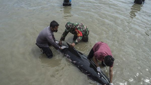 Sedih, Puluhan Paus Pilot Terdampar di Madura dan Banyak yang Mati
