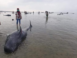 Alasan Ilmiah Kenapa Paus Terdampar di Madura