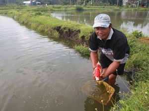 Walau Pandemi, Budidaya Ikan Koi di Blitar Tetap Cuan