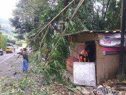 Pohon Tumbang di Jalan Raya Lembang Timpa Pemotor dan Posko Relawan