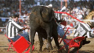 Potret Aksi Uji Nyali Koboi Rodeo Potret Aksi Uji Nyali Koboi Rodeo