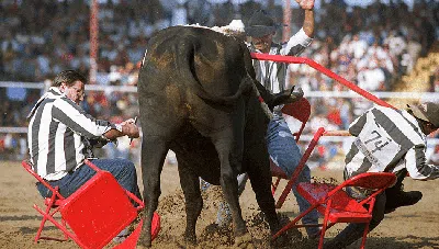 Potret Aksi Uji Nyali Koboi Rodeo