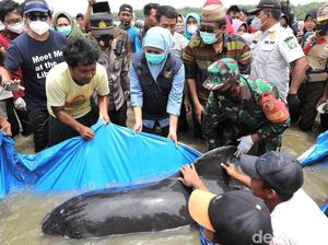 46 Paus Terdampar di Pantai Bangkalan Mati, 3 Hidup Dikembalikan ke Laut