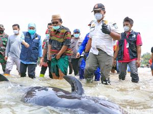 Paus Terdampar di Pantai Bangkalan Madura Sebelumnya Juga Pernah Terjadi