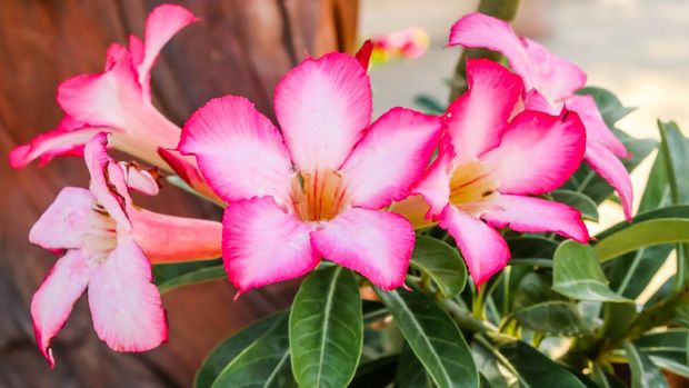 Close up of pink Impala Lily flowers,Impala Lily,Desert rose flower from tropical climate