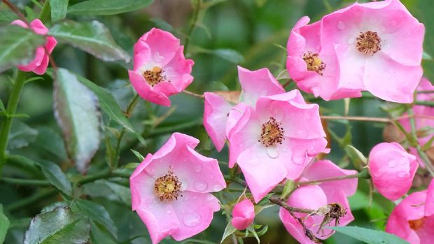 Musk rose with pink flowers on a flowerbed in a park, selective focus, vertical orientation.