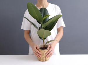 4 Cara Menyiram Tanaman Hias yang Benar, Jangan Asal Guyur