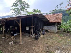 Warga Sukabumi Geruduk Kandang Sapi Bantuan Kementan, Kenapa?