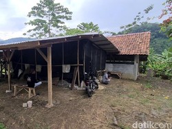 Warga Sukabumi Geruduk Kandang Sapi Bantuan Kementan, Kenapa?