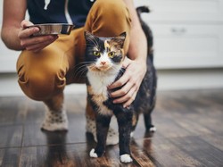 Viral Penjagalan Kucing untuk Dimakan, Ini Bahaya Konsumsi Daging Kucing