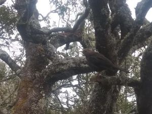 Misteri Ayam Alas Tuntun Pendaki Gunung Andong, Mirip Jalak di Lawu? Misteri Ayam Alas Tuntun Pendaki Gunung Andong, Mirip Jalak di Lawu?
