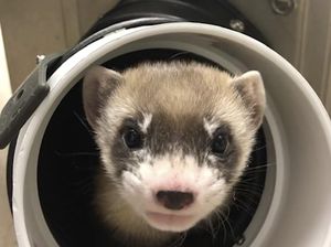 Ilmuwan Berhasil Mengkloning Musang Langka Ilmuwan Berhasil Mengkloning Musang Langka