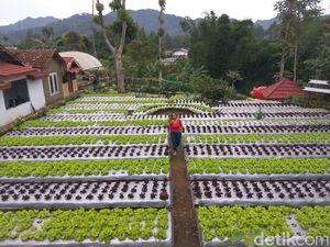 Liburan ke Lembang? Cobain Yuk Berkebun di Agrowisata Halimun