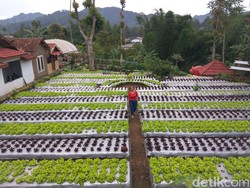 Liburan ke Lembang? Cobain Yuk Berkebun di Agrowisata Halimun