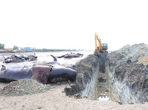 2 Ekor Paus yang Sempat Hidup Usai Terdampar di Pantai Bangkalan Dilaporkan Mati