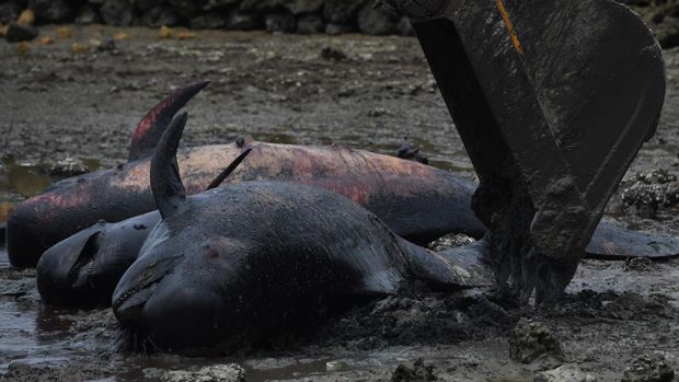 Petugas menggunakan alat berat mengubur bangkai Paus Pilot Sirip Pendek (Globicephala macrorhynchus) yang mati saat terdampar di Pantai Modung, Bangkalan, Jawa Timur, Sabtu (20/2/2021). Sebanyak 51 ekor dari 52 ekor Paus Pilot Sirip Pendek yang mati, dikubur agar tidak menimbulkan bau dan menyebarkan bakteri yang membahayakan masyarakat sekitar. ANTARA FOTO/Zabur Karuru/rwa.