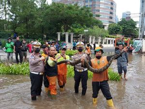 Hiii...! Ular Sanca 6 Meter Muncul di Tengah Genangan Air di Sudirman