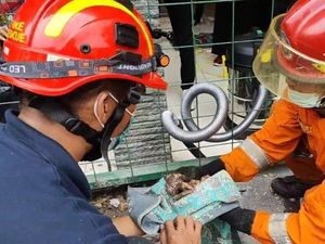 Cerita Petugas Damkar Evakuasi Anak Kucing Terjebak di Saluran Air 3 Hari