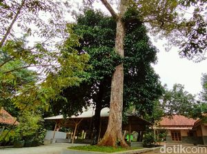 Pohon Durian Perwira di Majalengka Ini Usianya Sudah 2,5 Abad