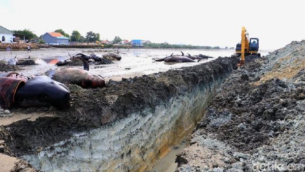 Puluhan Paus yang Mati Terdampar Dikubur di Pantai Bangkalan