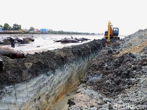 Puluhan Paus yang Mati Terdampar Dikubur di Pantai Bangkalan