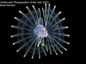 Keindahan Bawah Laut yang Memukau Mata