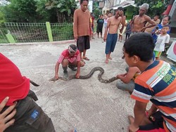 Heboh Ramai-ramai Warga Karanganyar Tangkap Piton 3 Meter