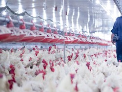 Rusia Laporkan Kasus Flu Burung Pertama pada Manusia