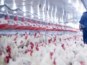 Wanti-wanti Kemenkes soal Flu Burung Langka H10N3 yang Menular ke Manusia Wanti-wanti Kemenkes soal Flu Burung Langka H10N3 yang Menular ke Manusia