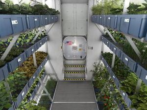 5 Sayuran yang Tumbuh Subur di Luar Angkasa, Selada hingga Lobak 5 Sayuran yang Tumbuh Subur di Luar Angkasa, Selada hingga Lobak