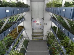 5 Sayuran yang Tumbuh Subur di Luar Angkasa, Selada hingga Lobak