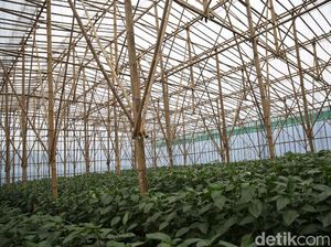 Pengertian Greenhouse Lengkap dengan Fungsi, Manfaat, dan Ketentuannya Pengertian Greenhouse Lengkap dengan Fungsi, Manfaat, dan Ketentuannya