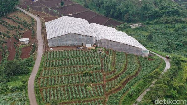 BRI Bangun Greenhouse Paprika untuk Petani Bandung
