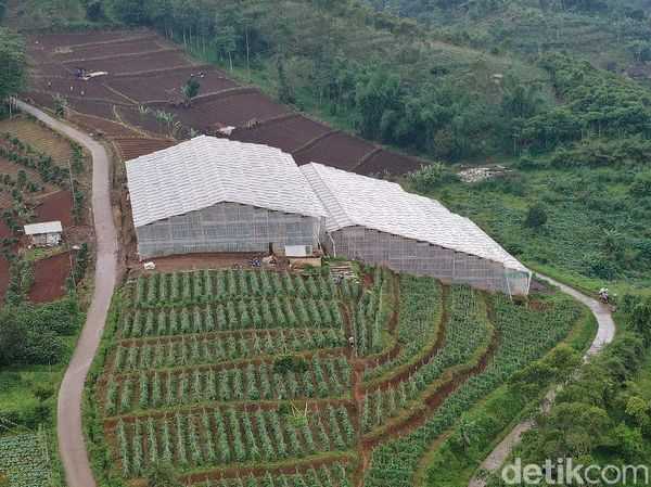 BRI Bangun Greenhouse Paprika untuk Petani Bandung