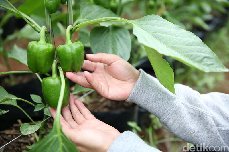 Gabungan Kelompok Tani (Gapoktan) Regge Generation masuk dalam program inkubator bisnis BRI. Gapoktan ini mendapat bantuan greenhouse untuk pengembangan paprika.